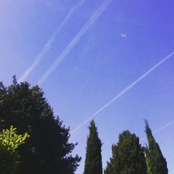 Low angle view of trees against blue sky