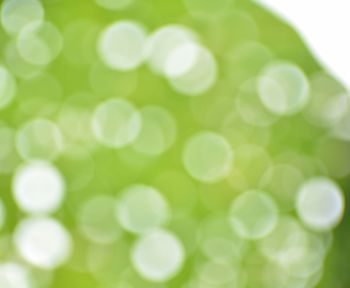 Defocused image of green leaf