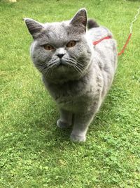 Portrait of british shorthair on grassy field