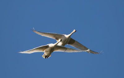 Low angle view of birds flying against sky