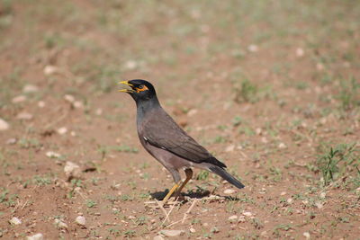 Close-up of bird perching on a field