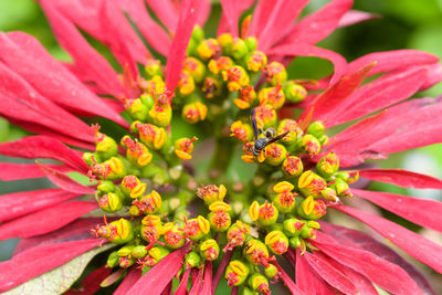 Close-up of pink flowering plant