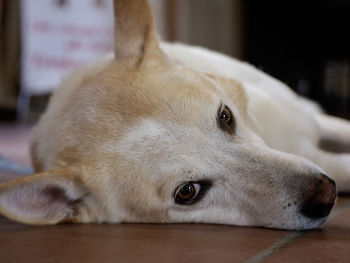 Portrait of a domestic dog lying on a tile floor inside an apartment