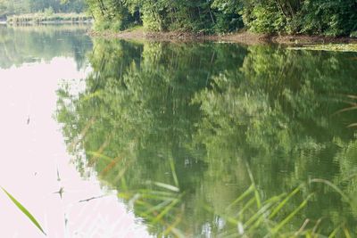 Reflection of trees in lake