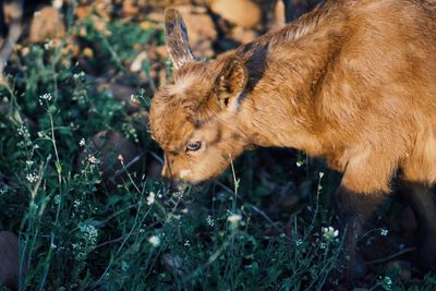 Deer on grass