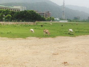 Sheep grazing on field