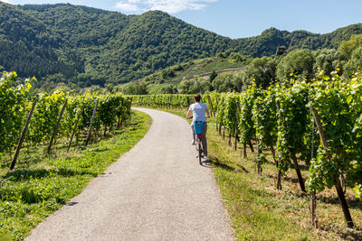 Rear view of person riding bicycle on road