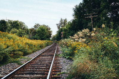 Railroad tracks along trees and plants