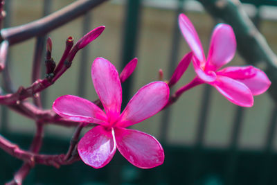 Close-up of pink flowering plant