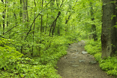 Road amidst trees in forest