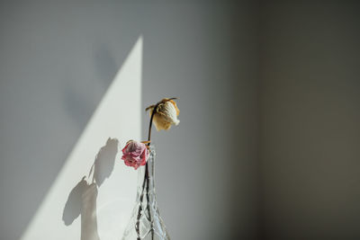 Close-up of bee pollinating flower