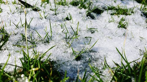 Close-up of snow on field