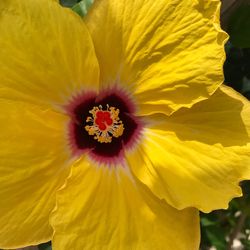 Full frame shot of yellow flower