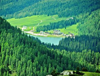 Scenic view of forest