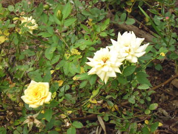 Close-up of white flowers blooming outdoors