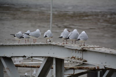 Rear view of seagulls perching on metal