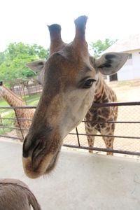 Close-up of horse