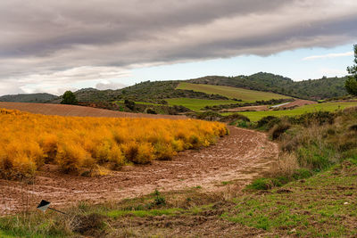 Scenic view of agricultural field against sky