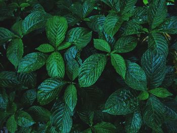 Full frame shot of plants