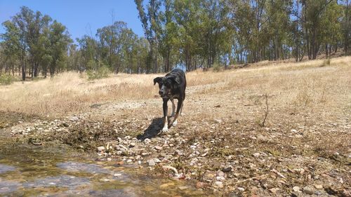 Full length of a dog running on field