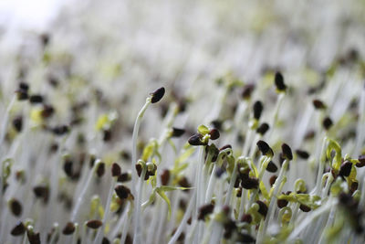 Close-up of flowering plant