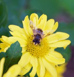 Close-up of bee on yellow flower