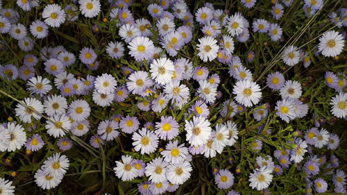 High angle view of flowering plants on field