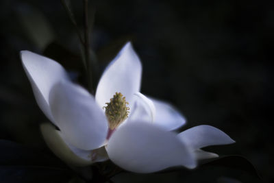 Close-up of flower