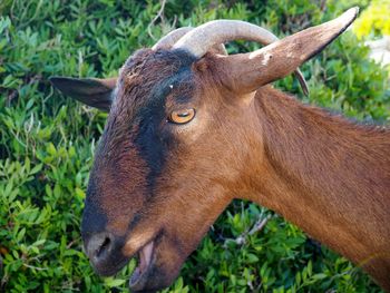 Close-up of goat on field