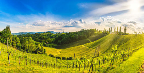 Scenic view of agricultural field against sky