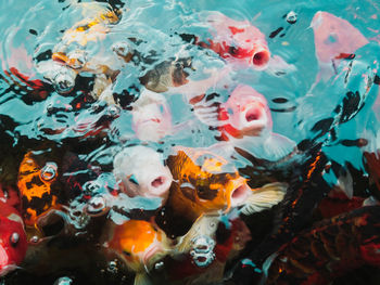 Close-up of jellyfish swimming in water