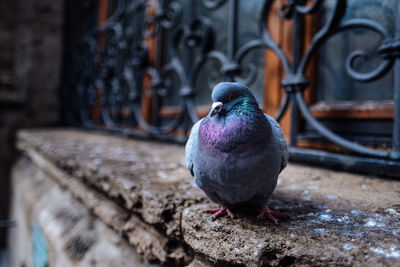 Close-up of pigeon perching on wall