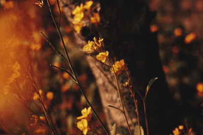 Close-up of plant against blurred background