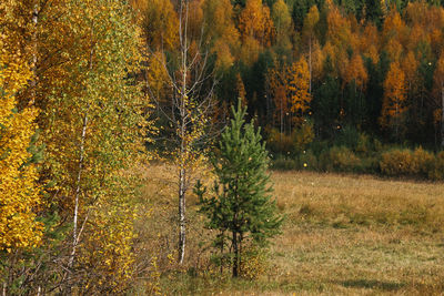 Trees growing in forest during autumn