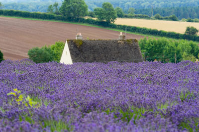 Purple flowering plants on field