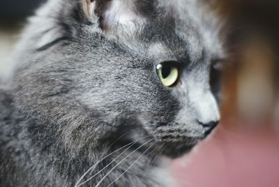 Close-up portrait of cat