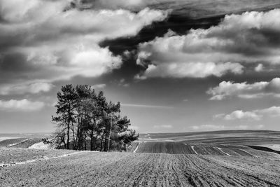 Trees on field against sky