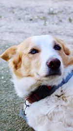 Close-up portrait of dog