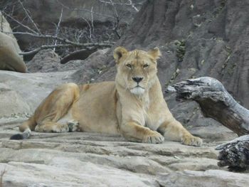 Close-up of animal relaxing on rock