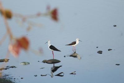 Flock of seagulls on beach