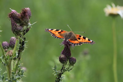 Close-up of butterfly pollinating on purple flower