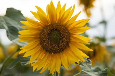 Close-up of sunflower