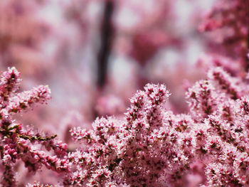 Close-up of pink cherry blossoms