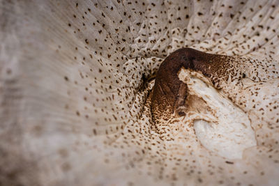 Close-up of lizard