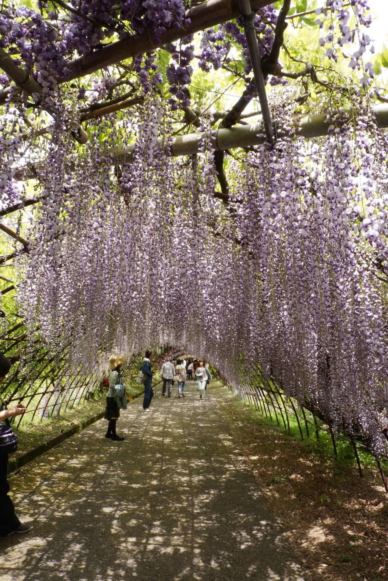 河内藤園