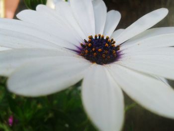 Close-up of white flower blooming outdoors