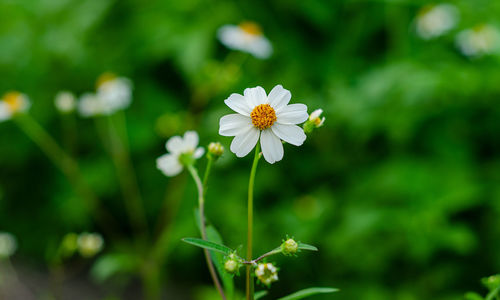 Close-up of white flowering plant