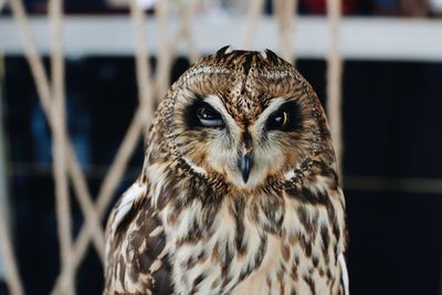 Close-up portrait of owl