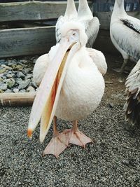 Close-up of bird