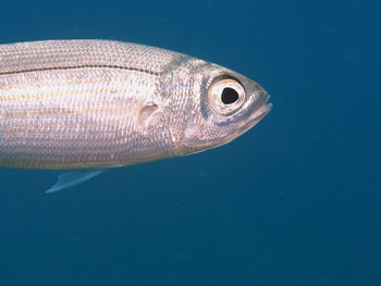 Close-up of fish underwater